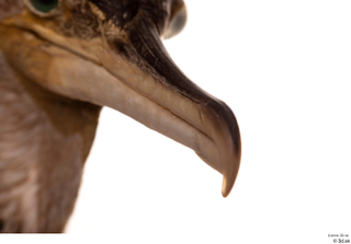 Double-crested cormorant Phalacrocorax auritus beak head 0005.jpg